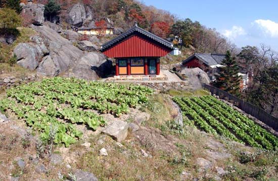 온통 바위뿐인 법계사 경내에 자투리처럼 얻어진 채마전에선 올 겨울 월동 양식이 될 배추와 무가 자라고 있었다. 